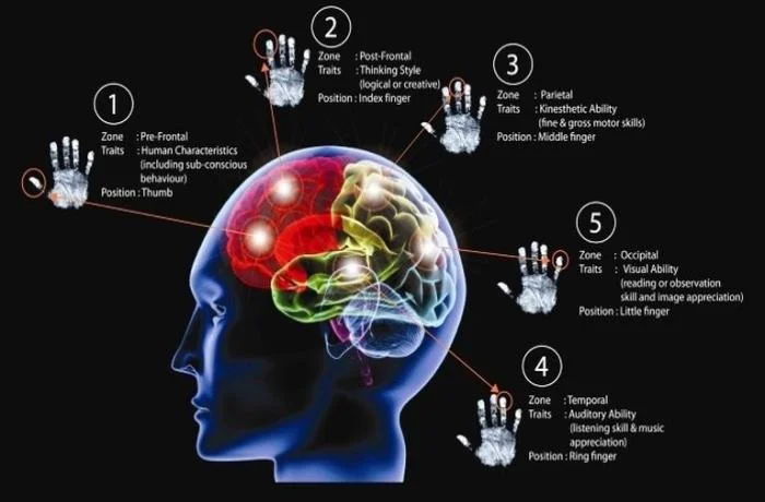 Thùy Não và 5 Cặp Ngón Tay Trong Sinh Trắc Vân Tay: Khám Phá Mối Liên Hệ Sâu Sắc