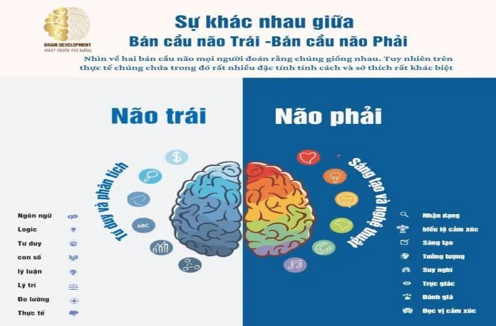 Tìm Hiểu Về Não Trái và Não Phải Qua Sinh Trắc Vân Tay – Khám Phá Tiềm Năng Não Bộ Của Bạn