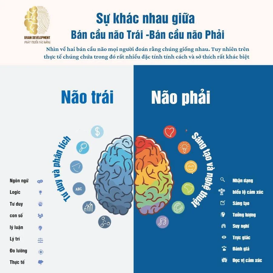 Tìm Hiểu Về Não Trái và Não Phải Qua Sinh Trắc Vân Tay – Khám Phá Tiềm Năng Não Bộ Của Bạn